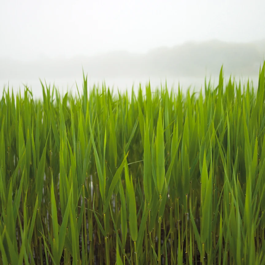 Green Grass