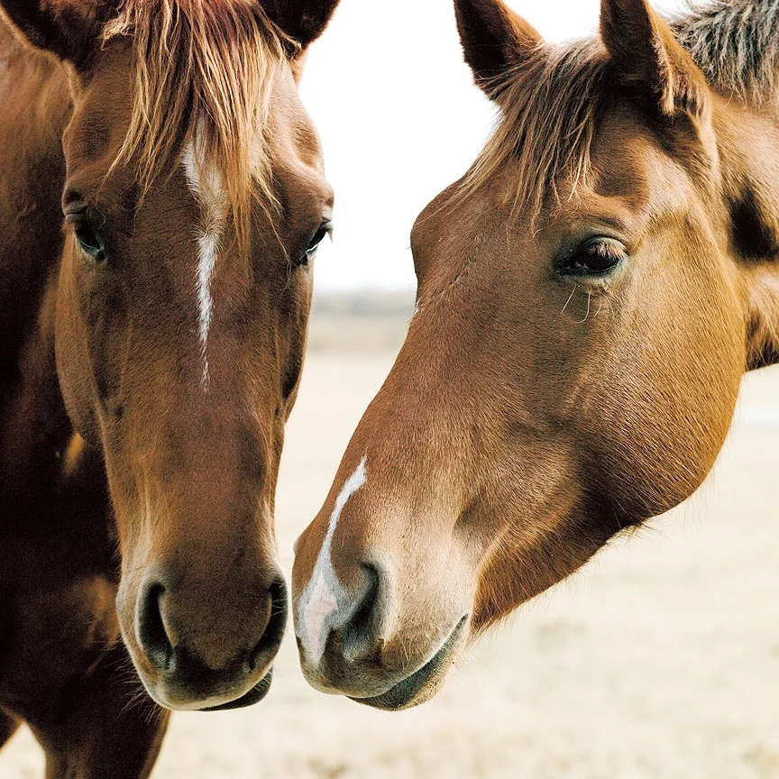 Two Brown Horses