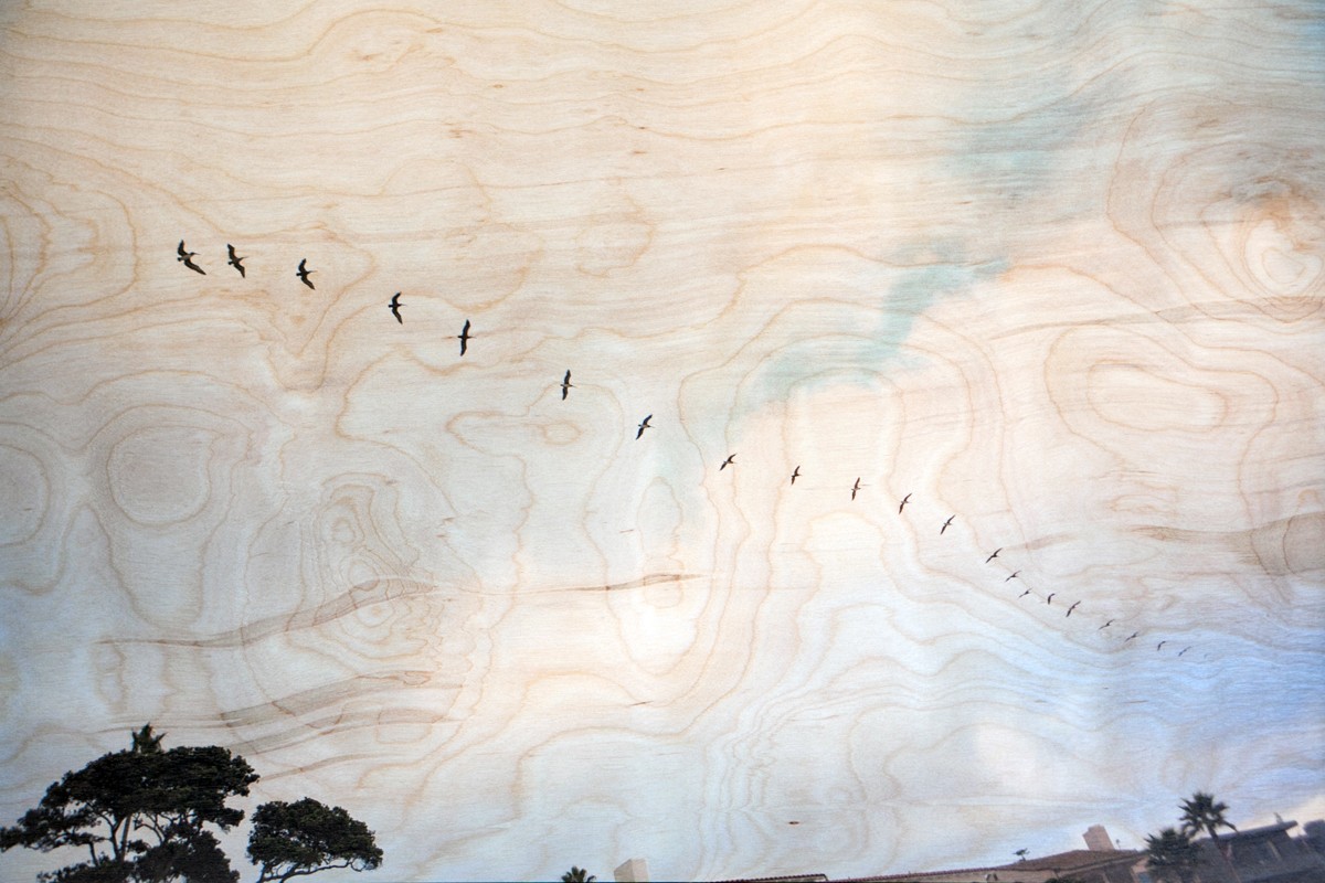 Birds on Birch Wood