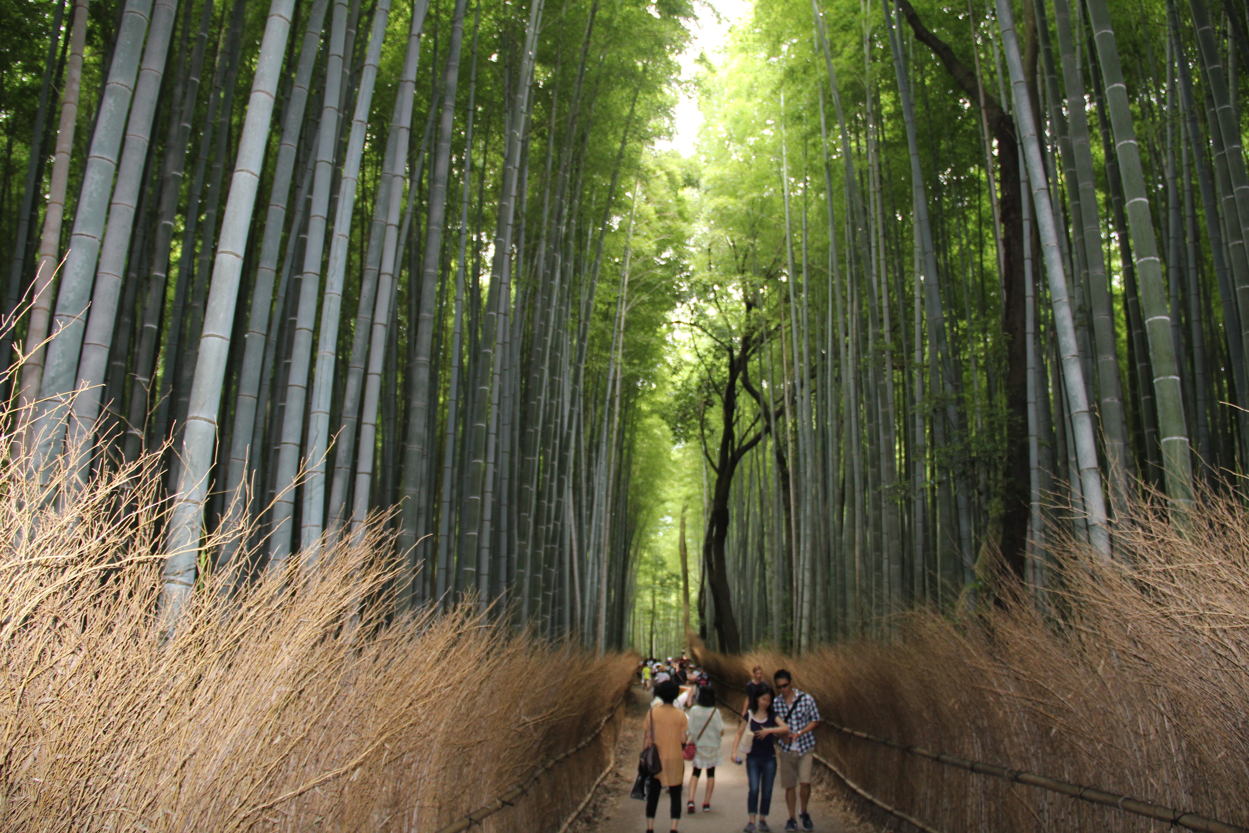 Arashiyama, Kyoto's bamboo forest.