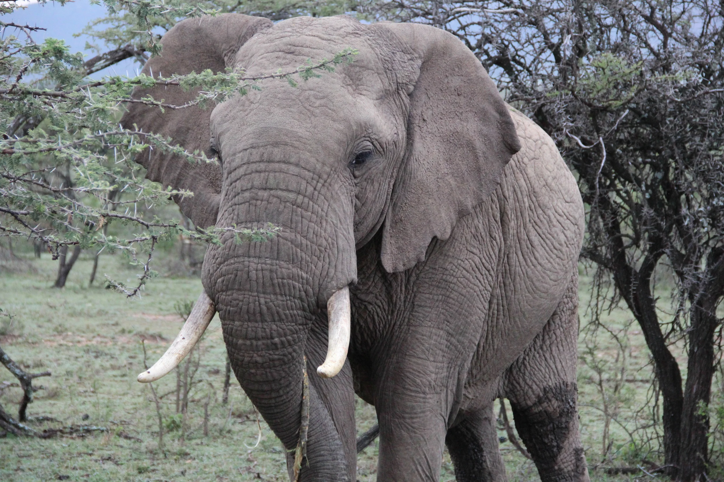 Primal Fear (Safari - Part II)