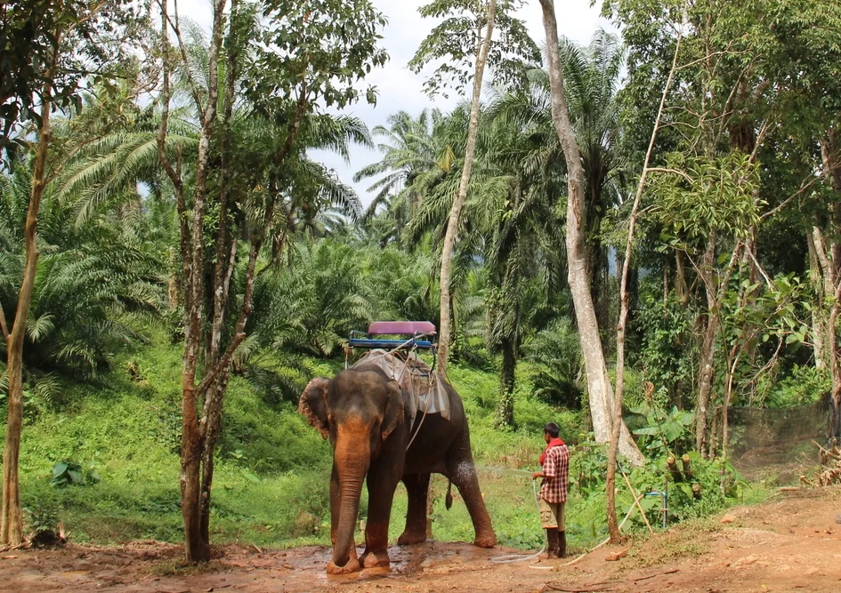 Welcome to the Jungle