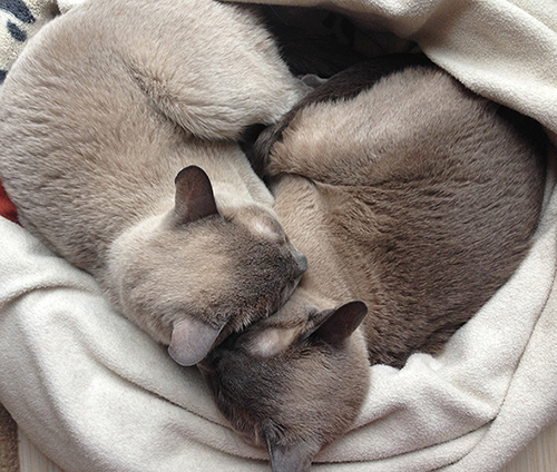 They alway like to cuddle together in a heart shape~