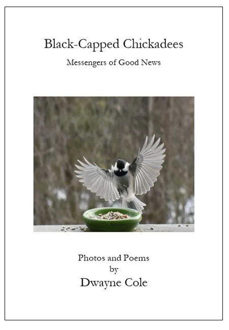 Black-Capped Chickadees | Dwayne Cole