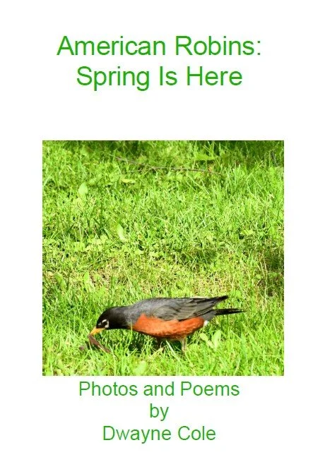 American Robins | Dwayne Cole