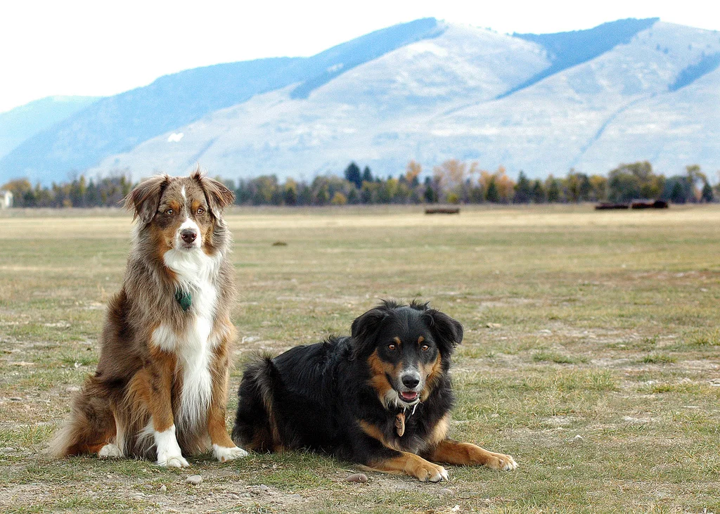 Adult Manners Package