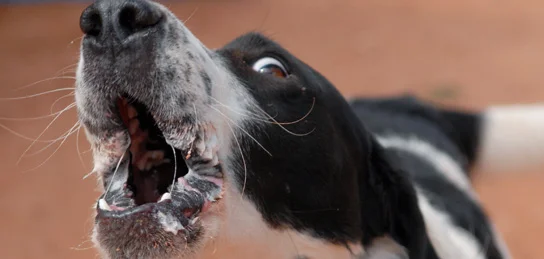 Reactive Rovers, Fearful Fidos