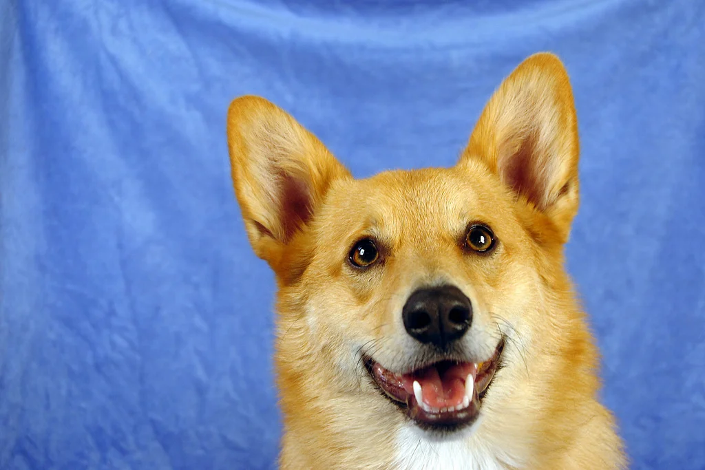 Initial Consultation