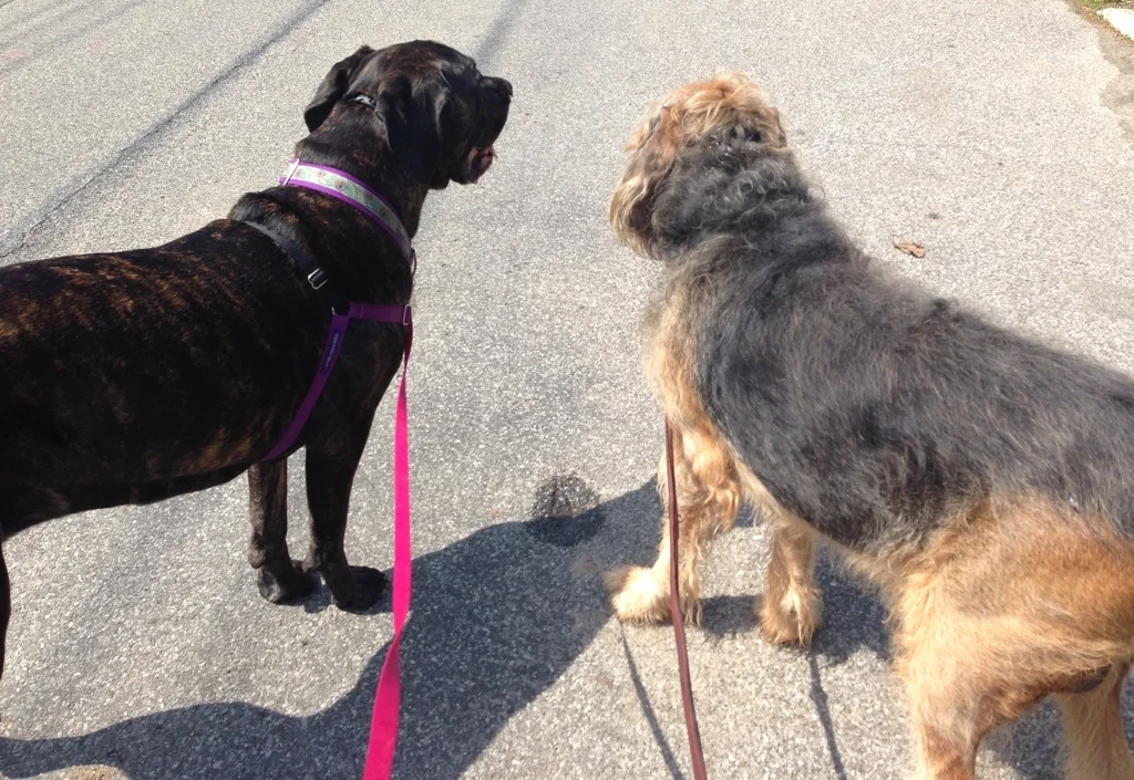 Remedial Socialization Dog Training Walks