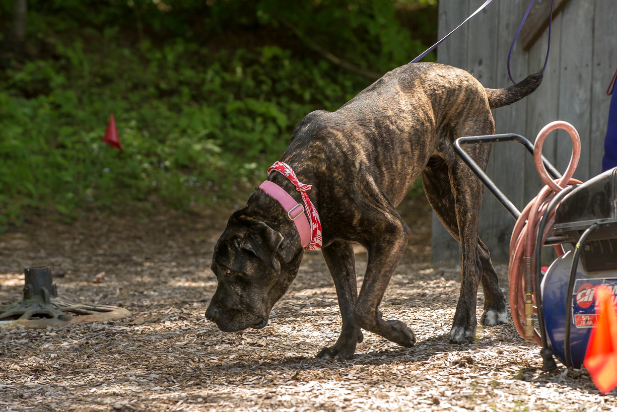 Using that nose during her exterior search! 
