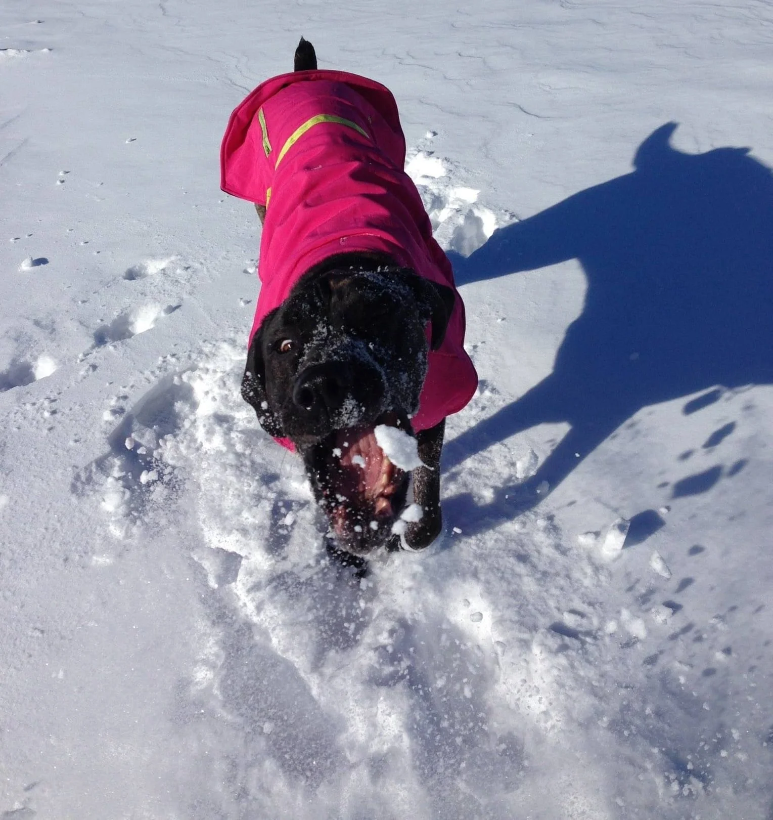 Terra loves to intercept a snowball! 