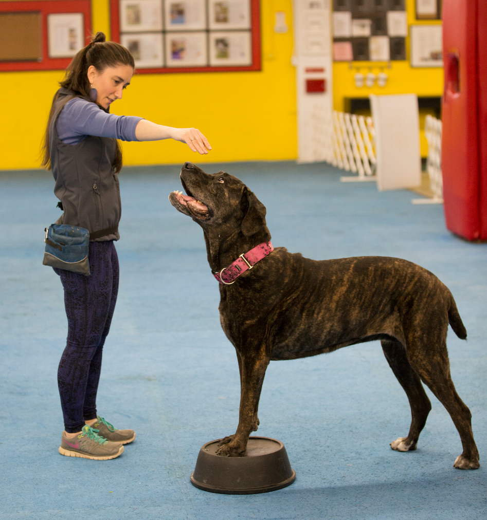 Learn tips on how to keep your best friend agile and always ready for on the go!