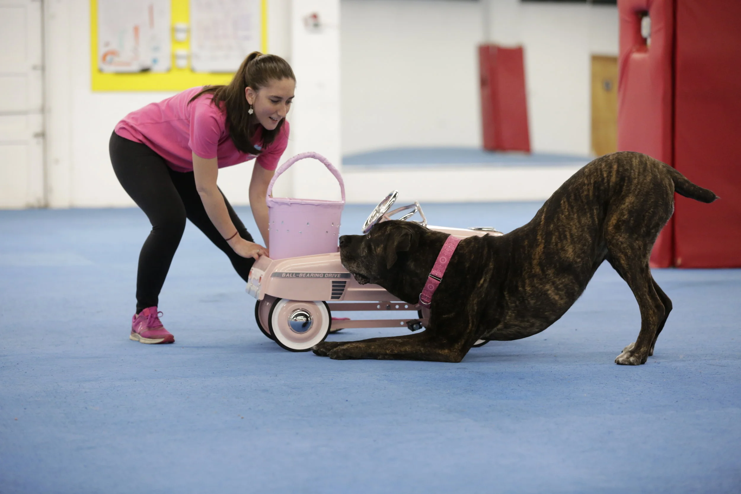 Trick Training and Rally-FrEe Intro Seminar at Bandilane Canine Center