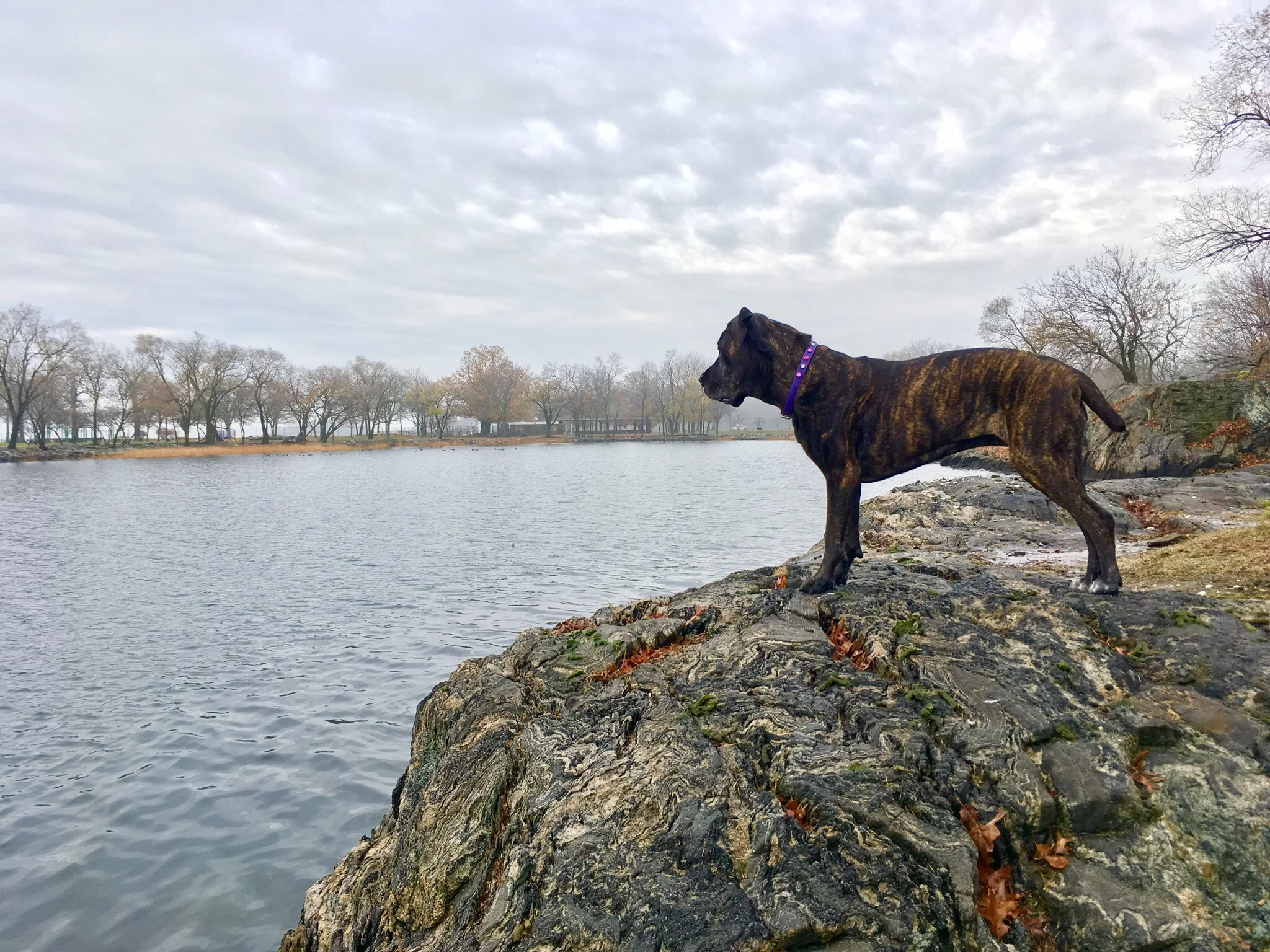 Canine "bad" habits and windshield wipers
