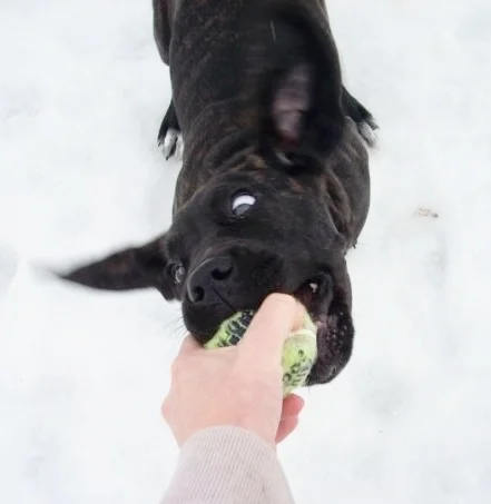 Terra, at 10 weeks old. DEFINITELY a puppy alligator! :) 