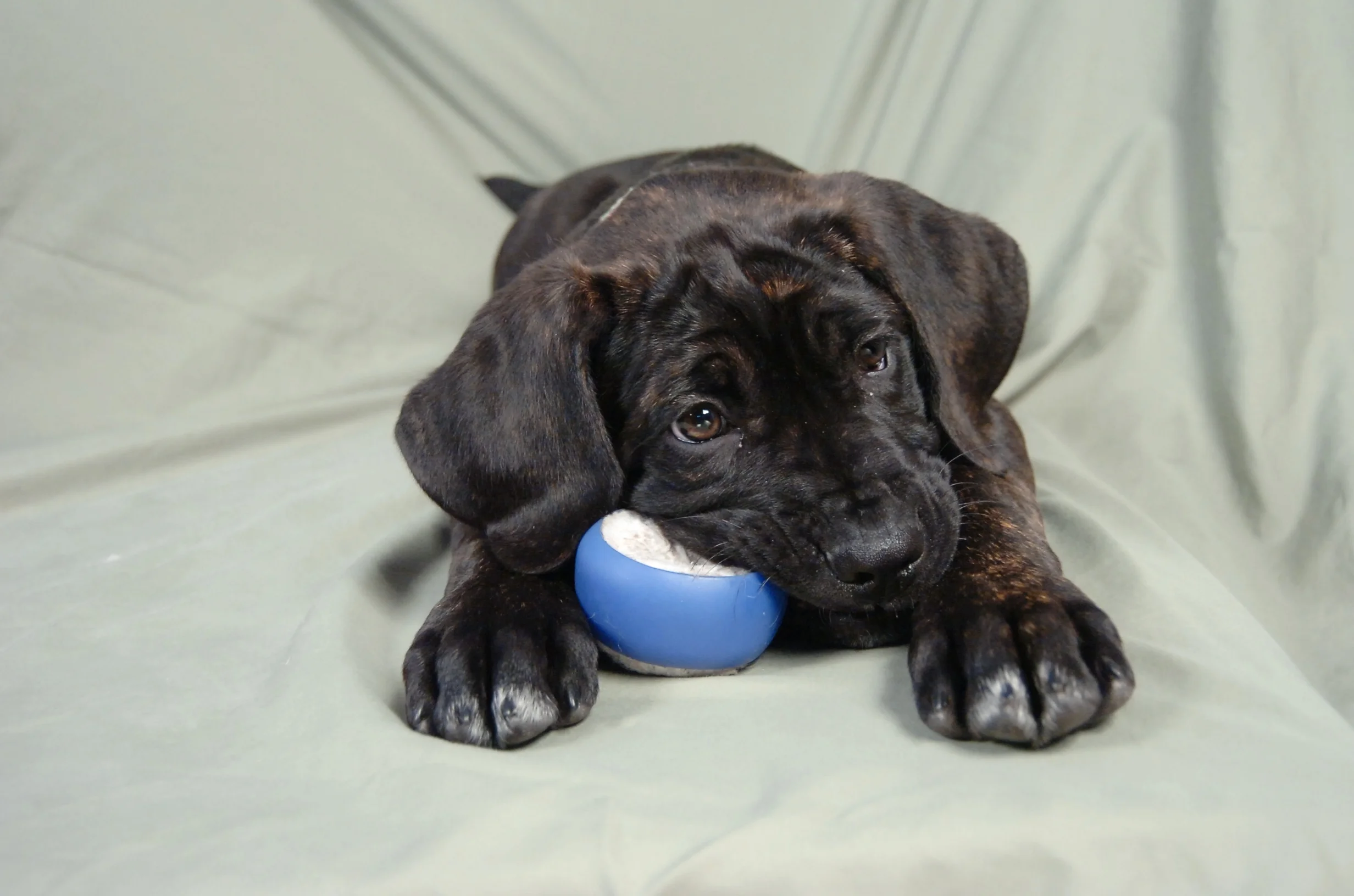 Ouch! Help! My Puppy is an Alligator! 