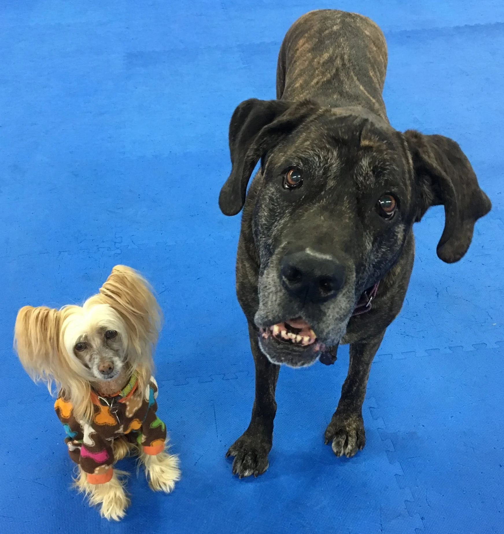 Terra and Ringo love having a training facility just down the road from home. We can go and train so much more often! And of course training is their favorite thing!