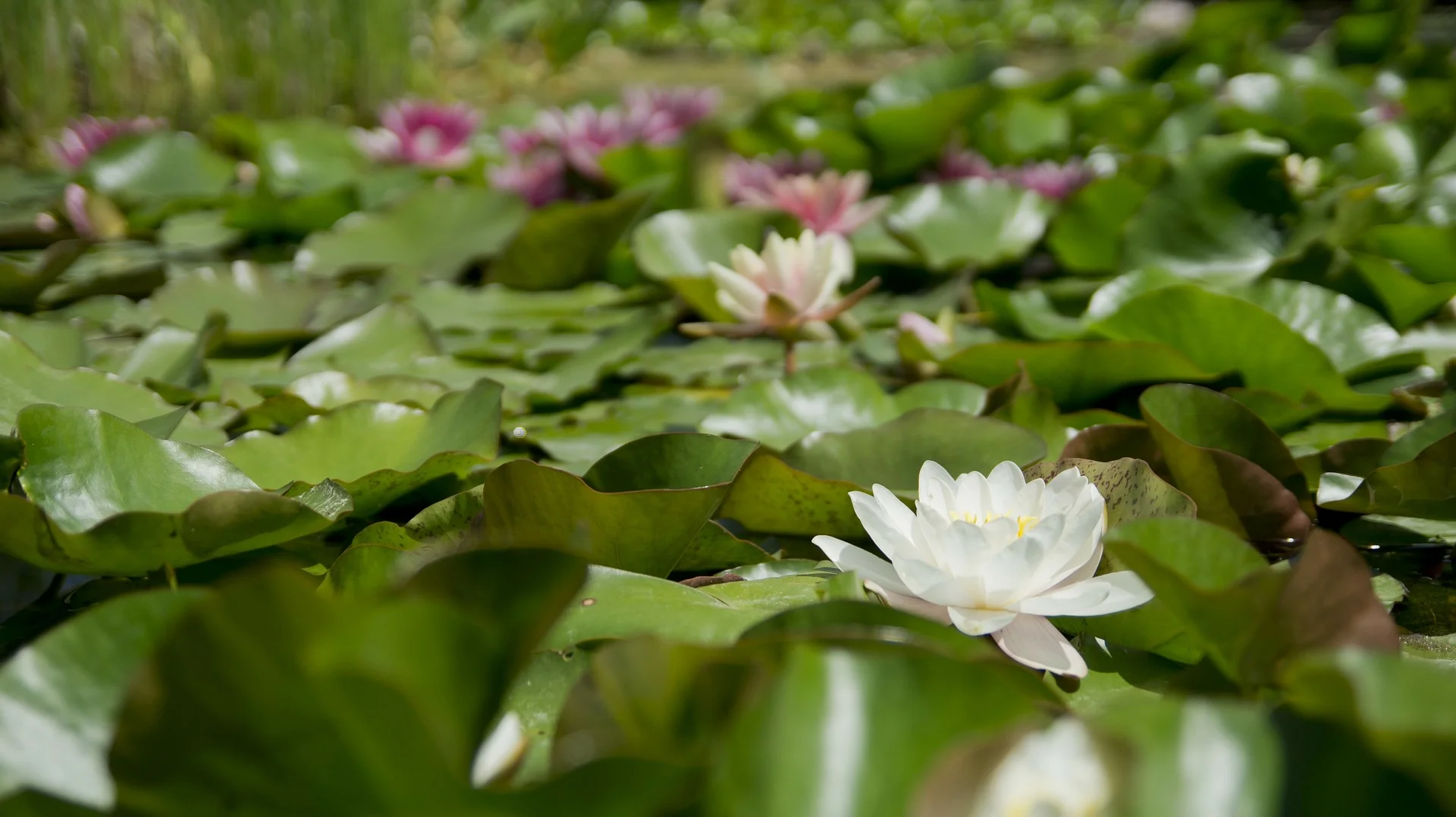water-lily-175962_1920.jpg