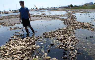 Oyster Reef Restoration in Wellfleet Harbor