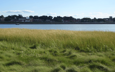 Marsh and community at Malibu Beach