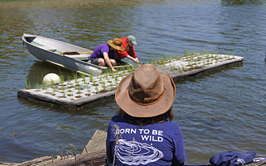 Life around the corner: Biomimicry LivingLabs in Savin Hill Cove