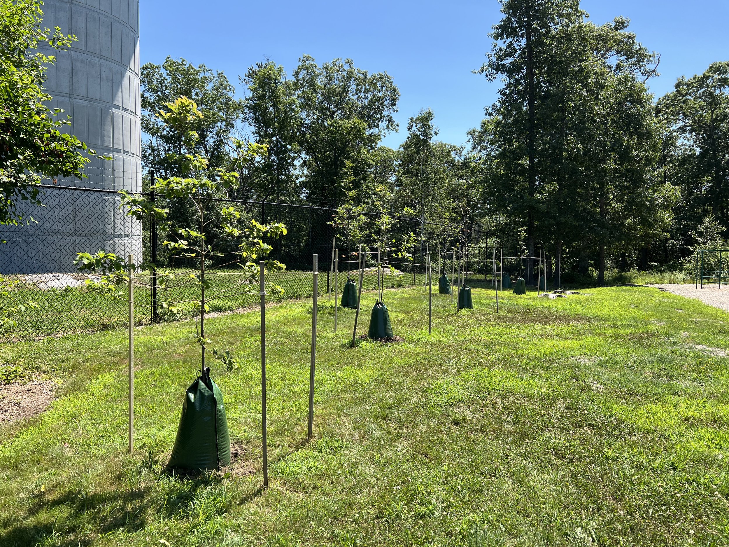 Local Trees 400 Trees Project — Biomimicry New England
