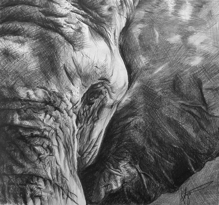 elephant1.jpg