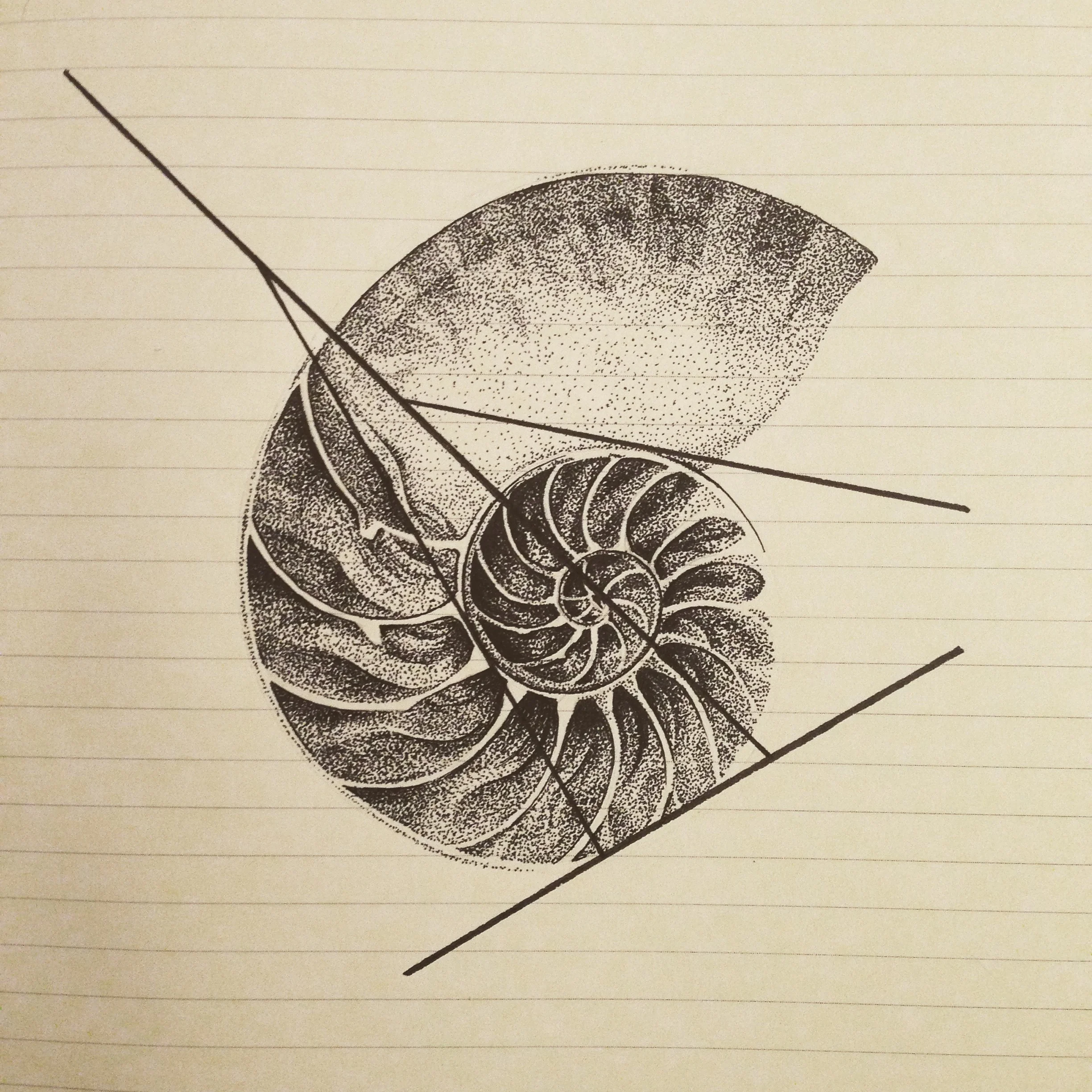  nautilus shell no. 1 