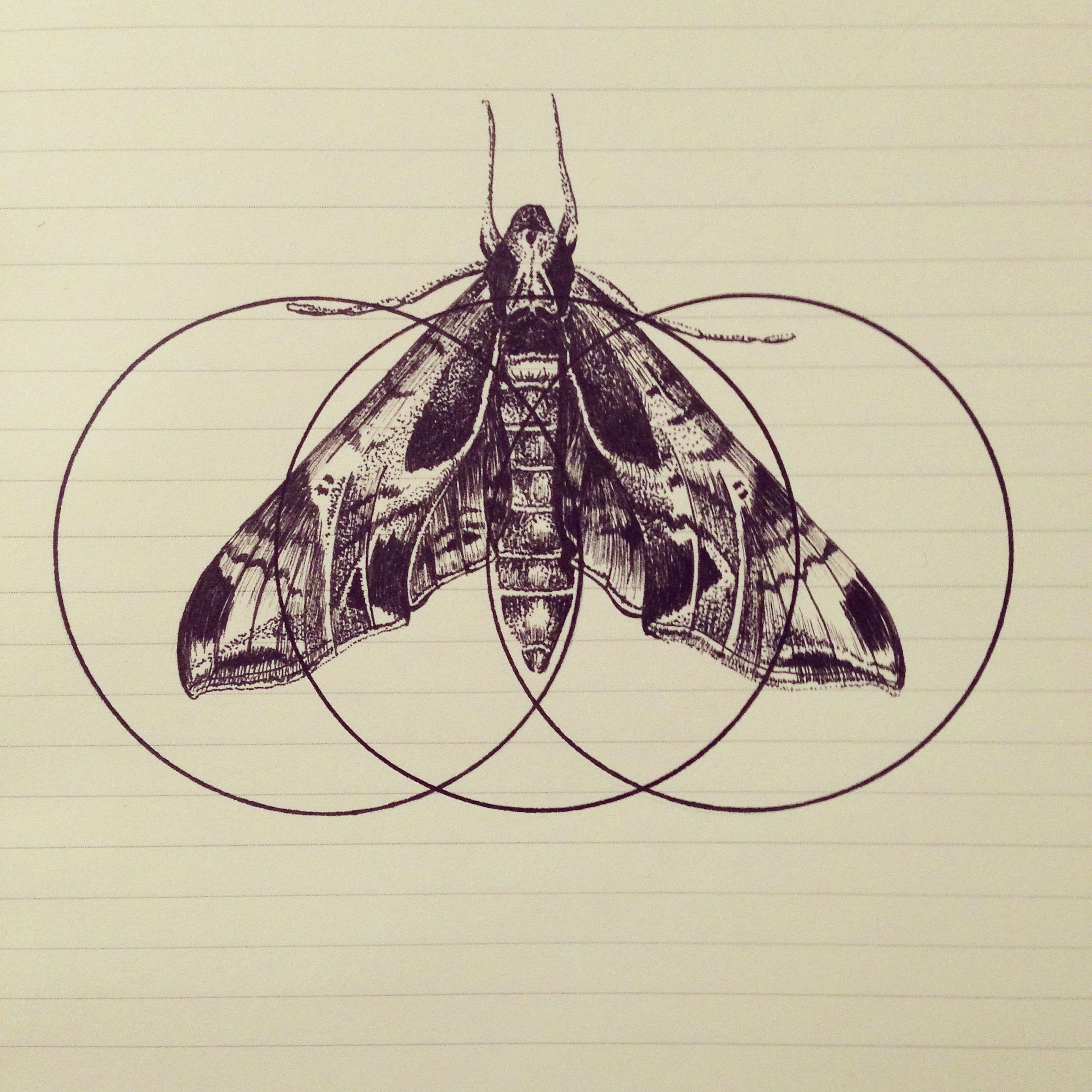  moth no. 3 