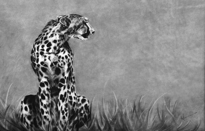  cheetah no. 2 