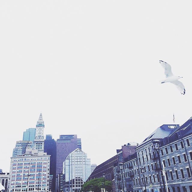 #view #white #flying #bird #old #and #new #building #architecture #sky #lookup