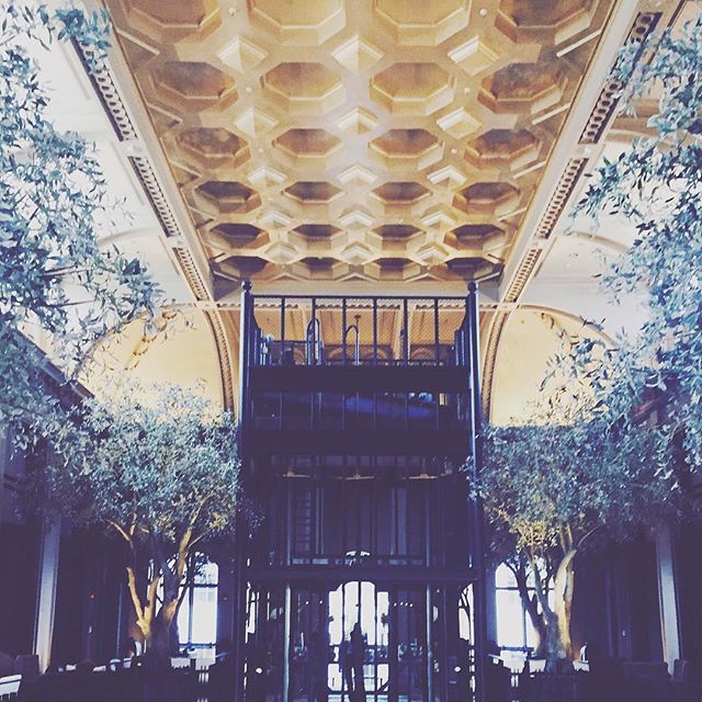 #gold #ceiling #black #steel #olive #trees #art #historic #building #natural #history #museum