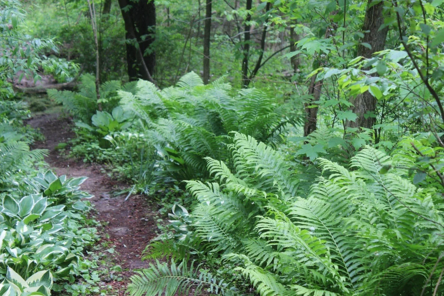 Ferns.jpg