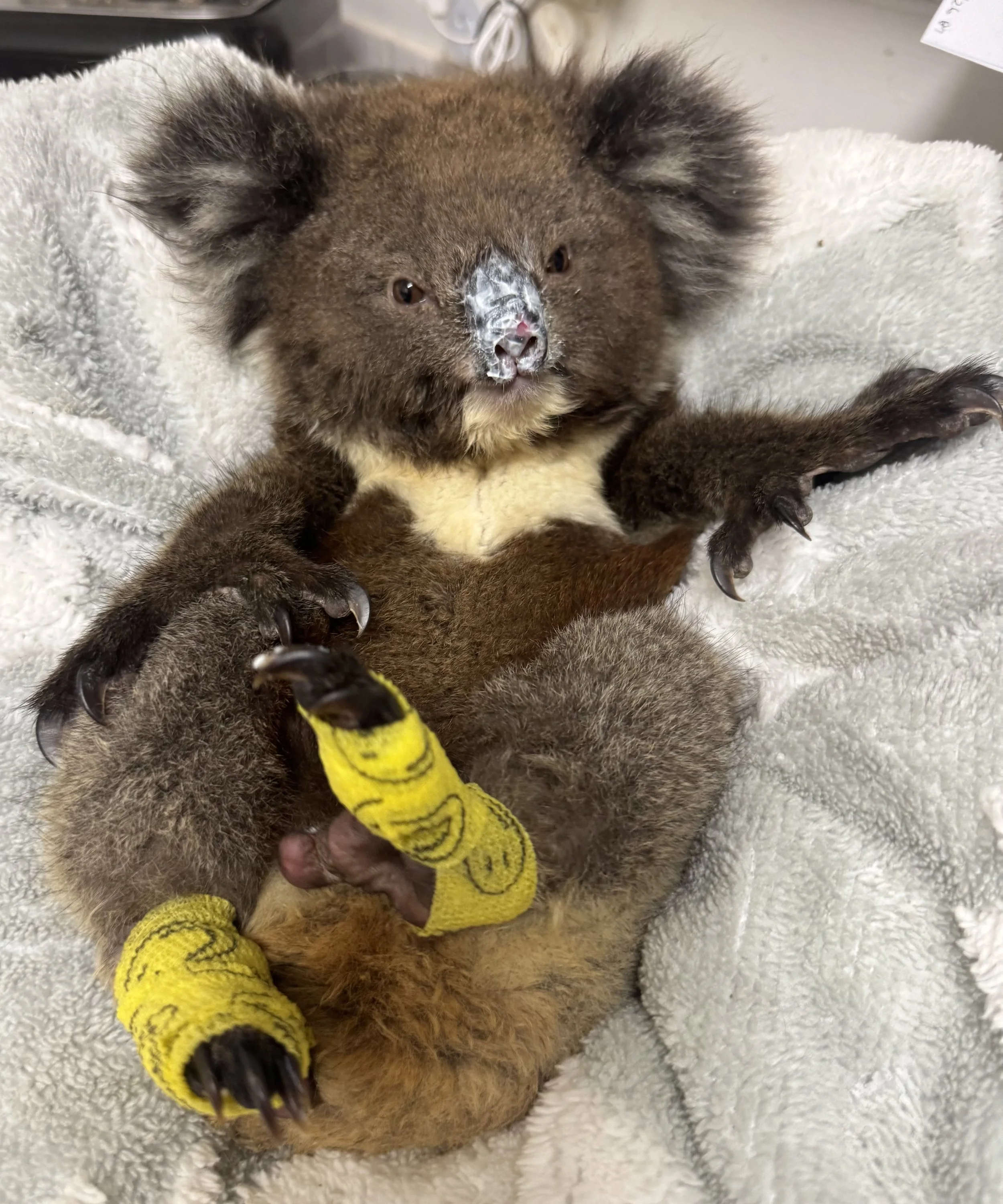 IMG_8736 - Kylee Donkers.jpeg