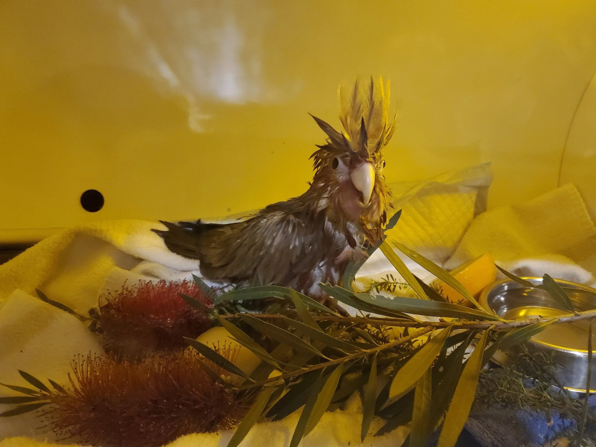 Cockateil