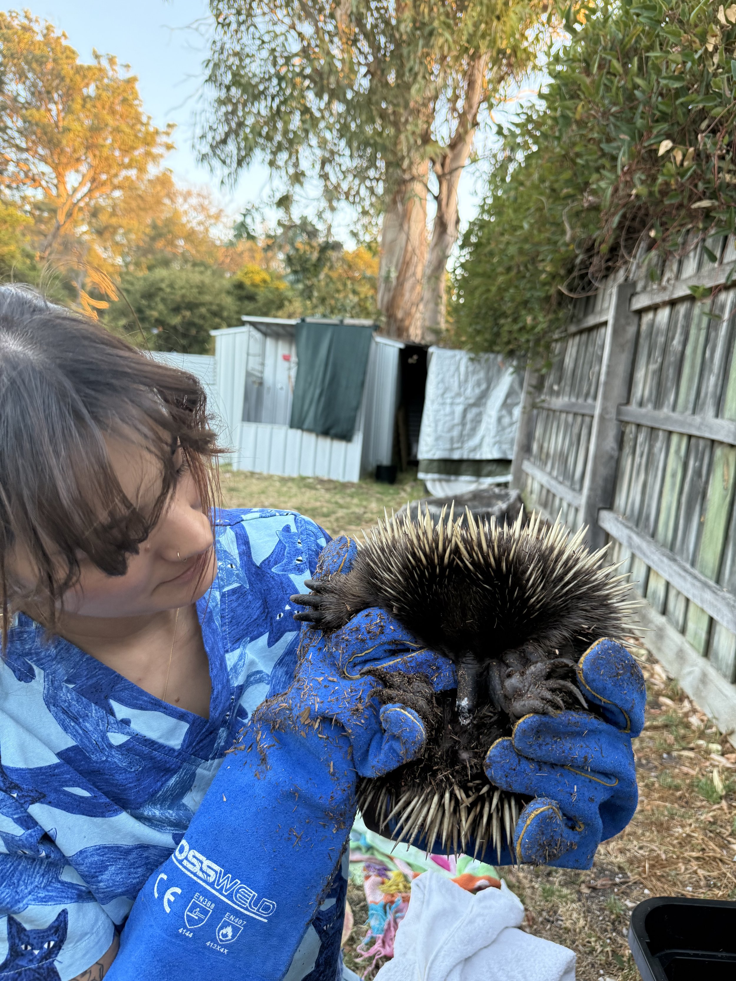 IMG_2420 - Melaleuca Wildlife Shelter.jpeg