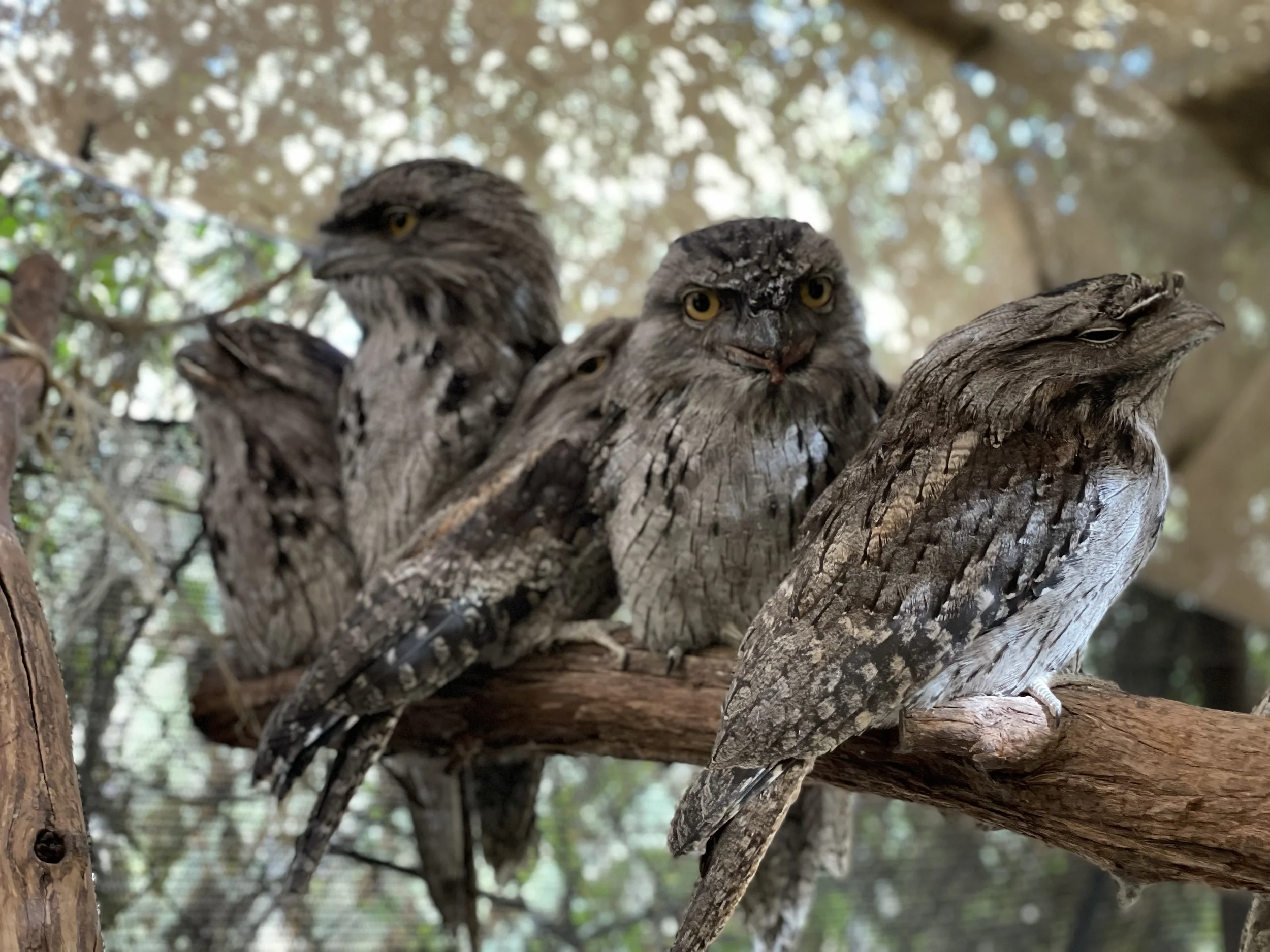 Tawny Frogmouth