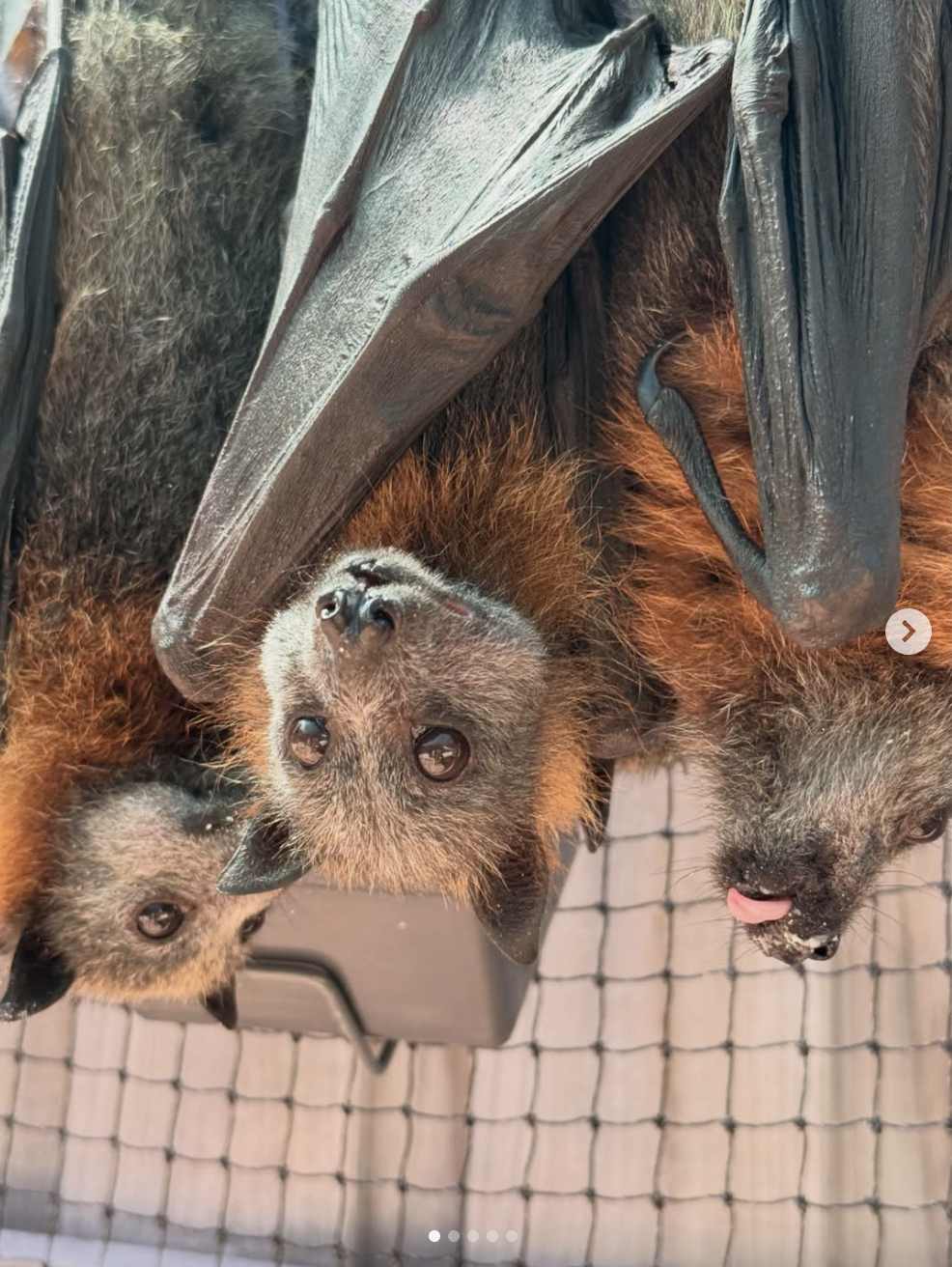 Screen Shot 2026-04-01 at 2.09.02 pm.png