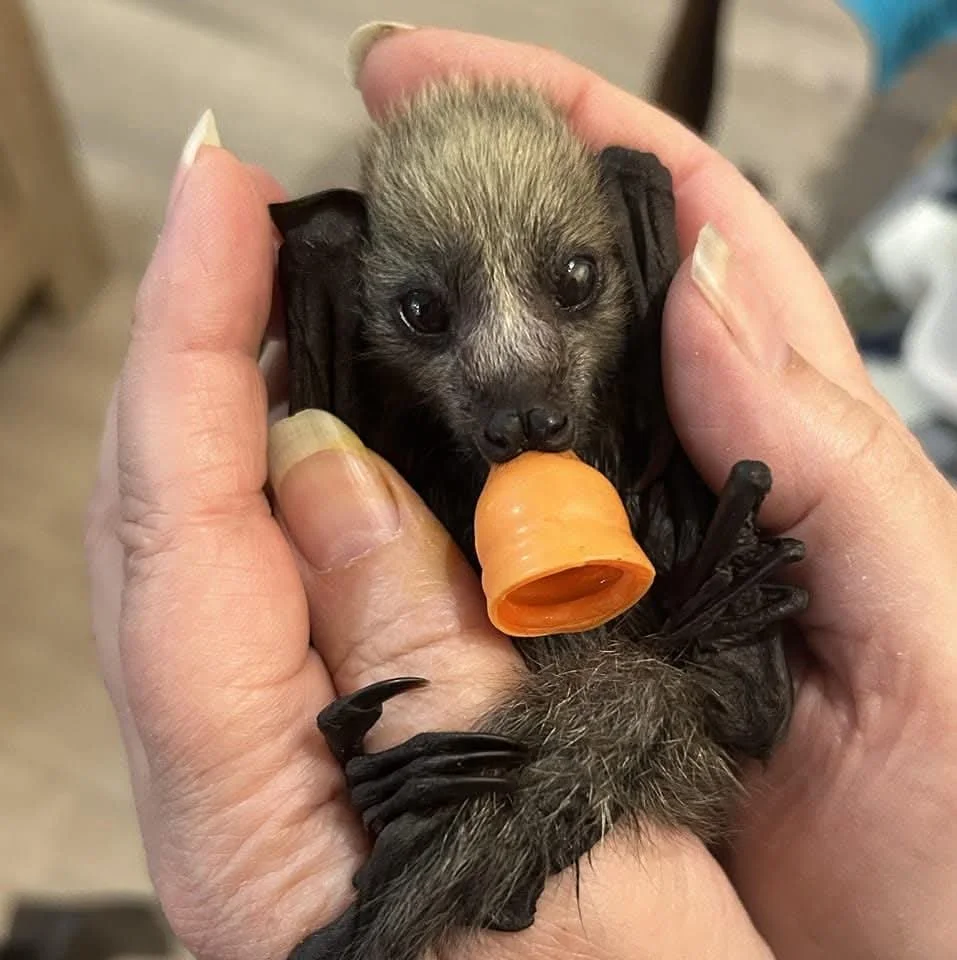 Bat in hands