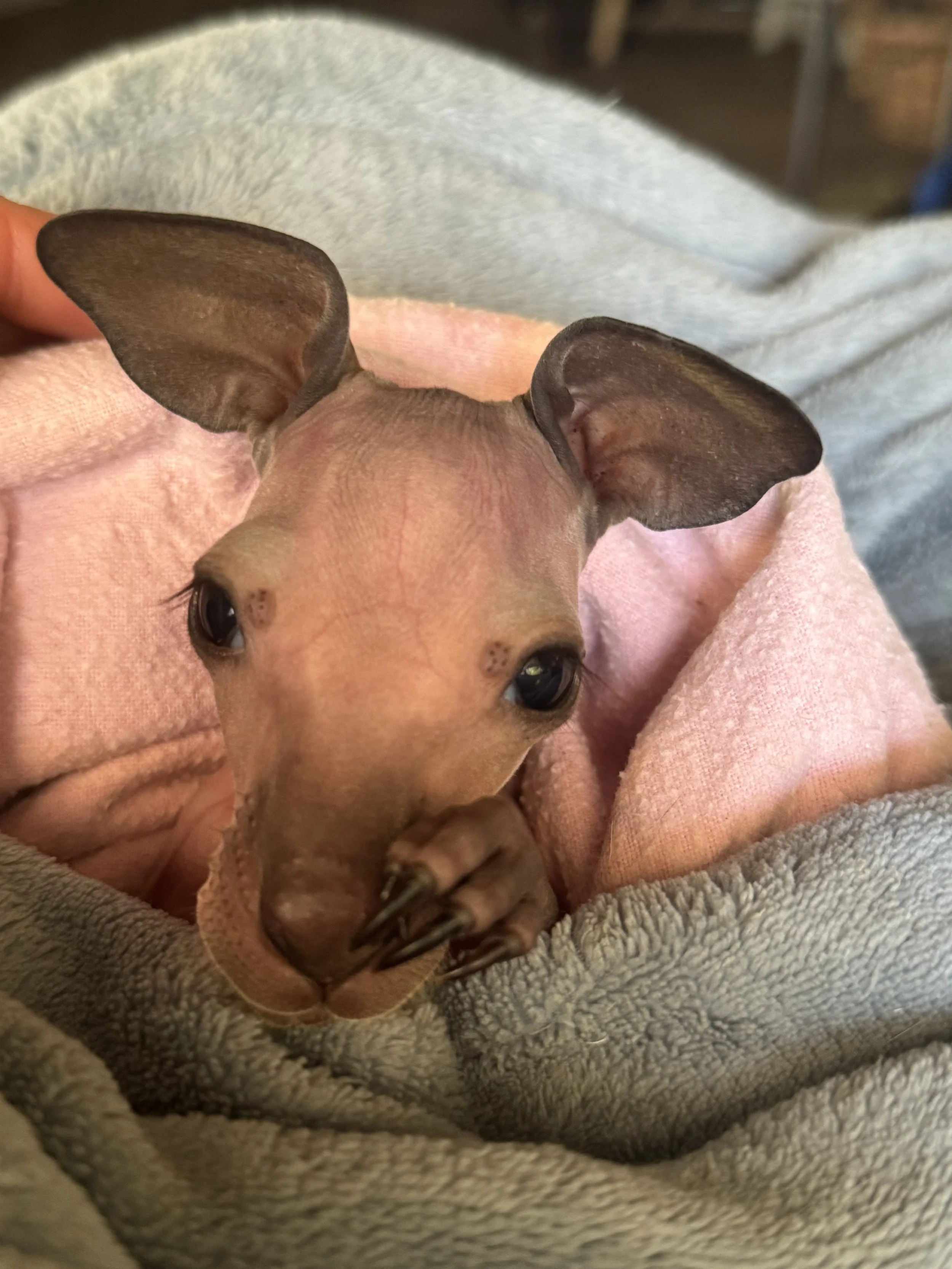 IMG_8759 - Kylee Donkers.jpeg