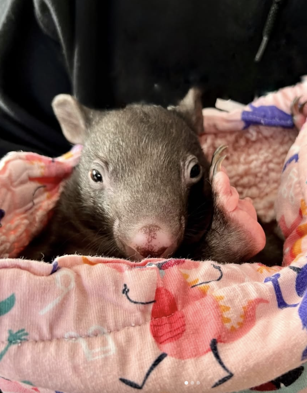 Screen Shot 2026-04-01 at 2.09.21 pm.png