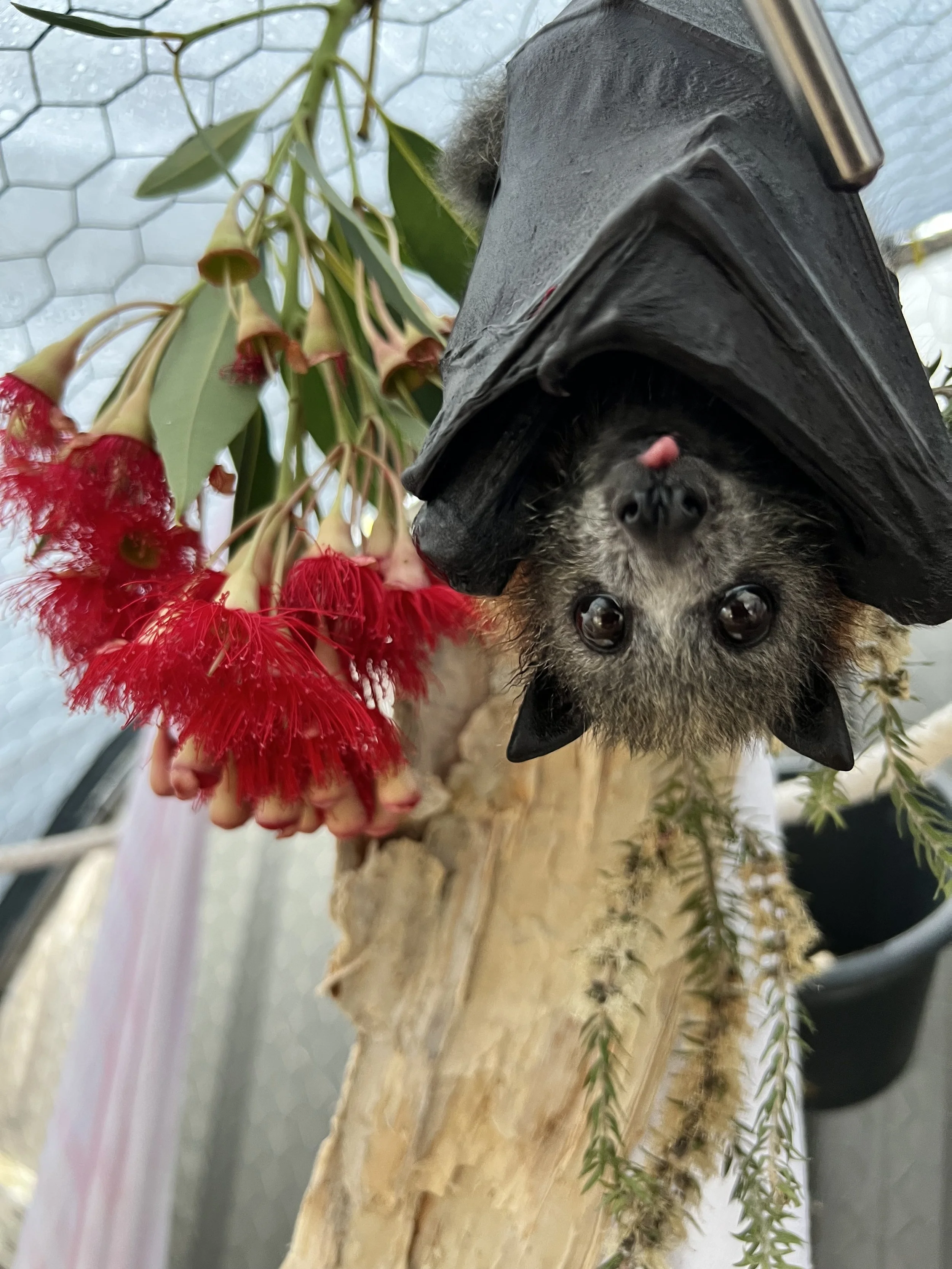 IMG_0370 - Melaleuca Wildlife Shelter.jpeg