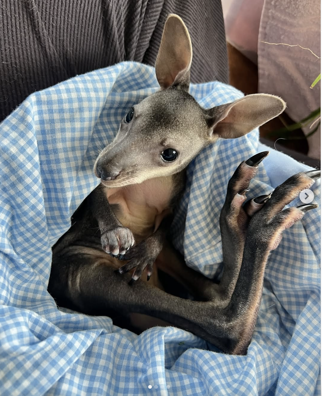 Screen Shot 2026-04-01 at 2.08.42 pm.png