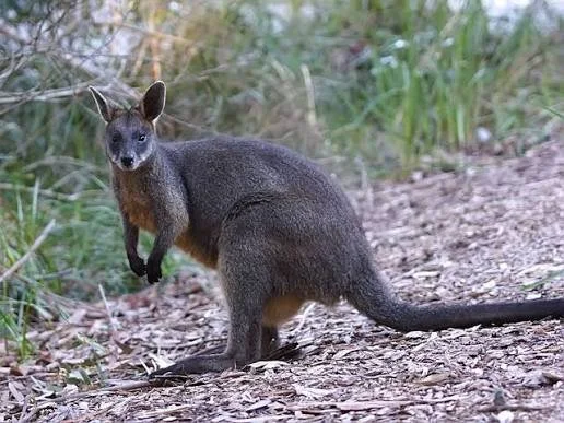 Swamp Wallaby