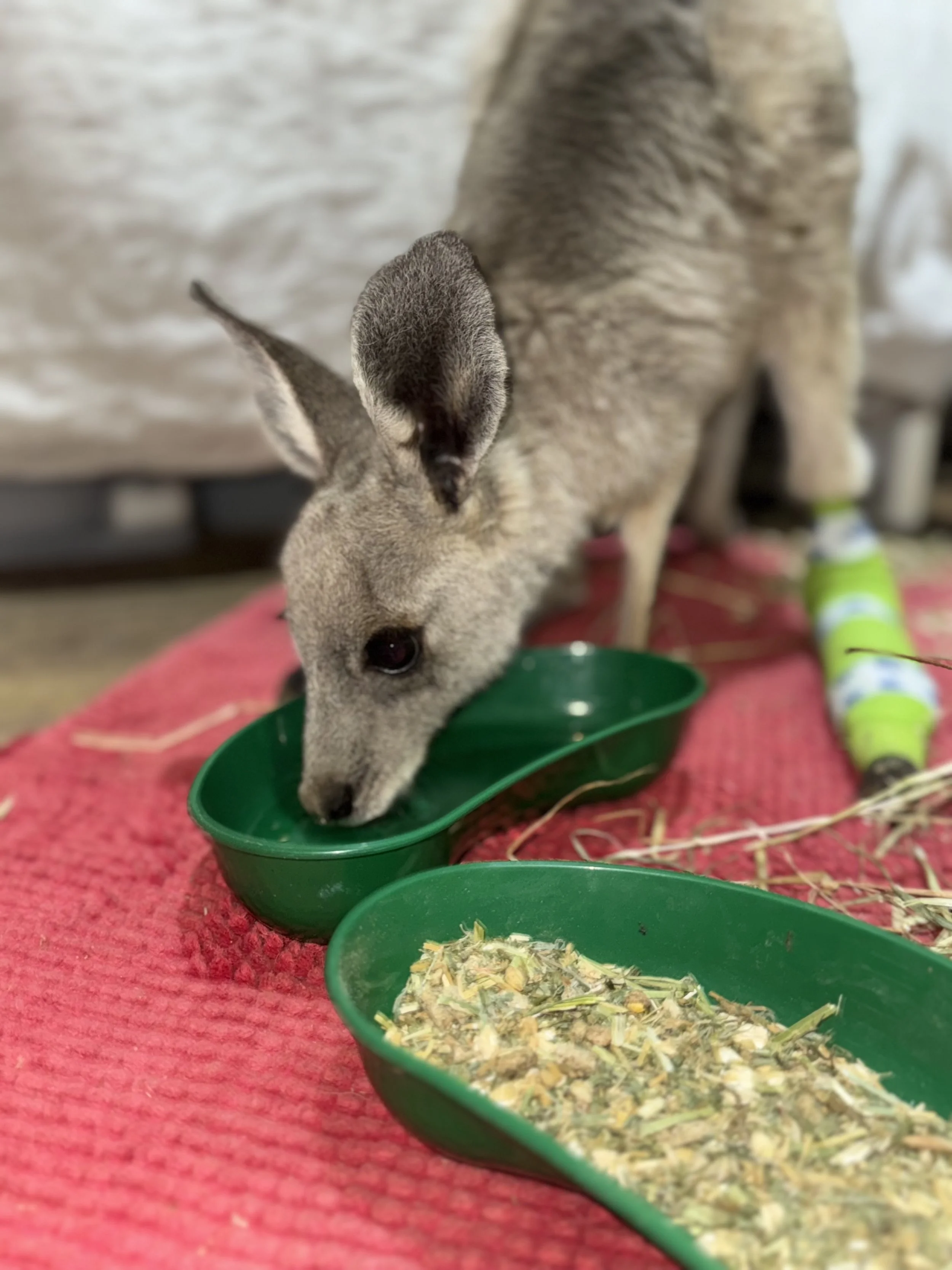 IMG_0001 - Kylee Donkers.jpeg