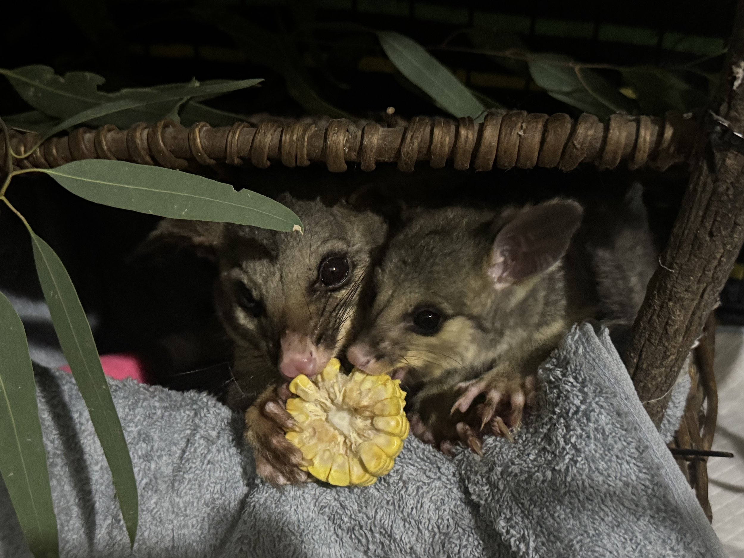 IMG_0593 - Kylee Donkers.jpeg