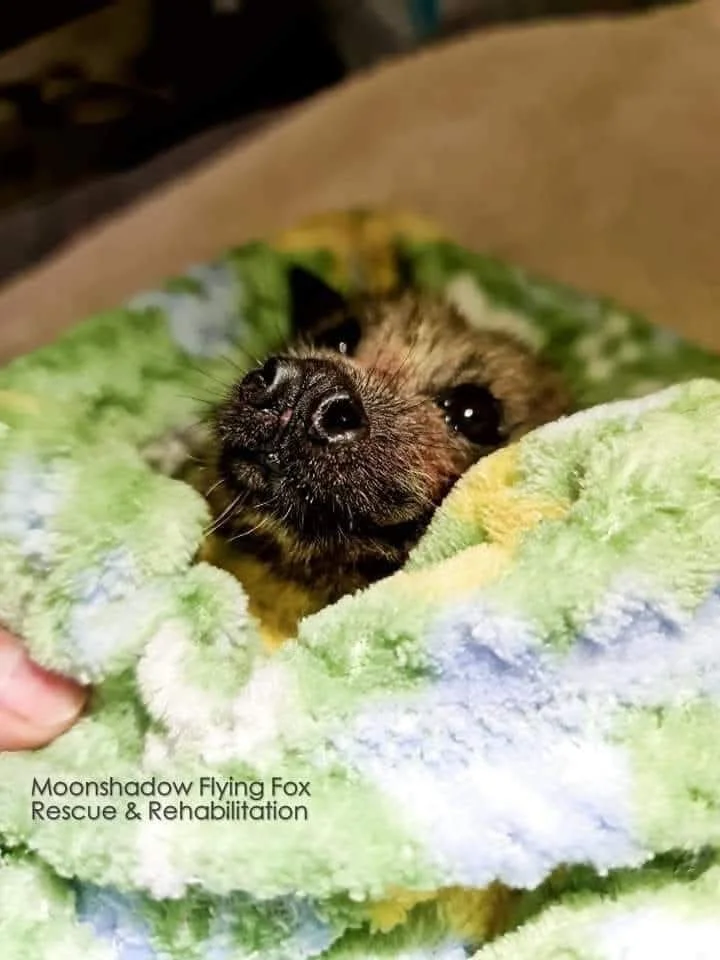 FB_IMG_1766556356345 - Lynne.jpg