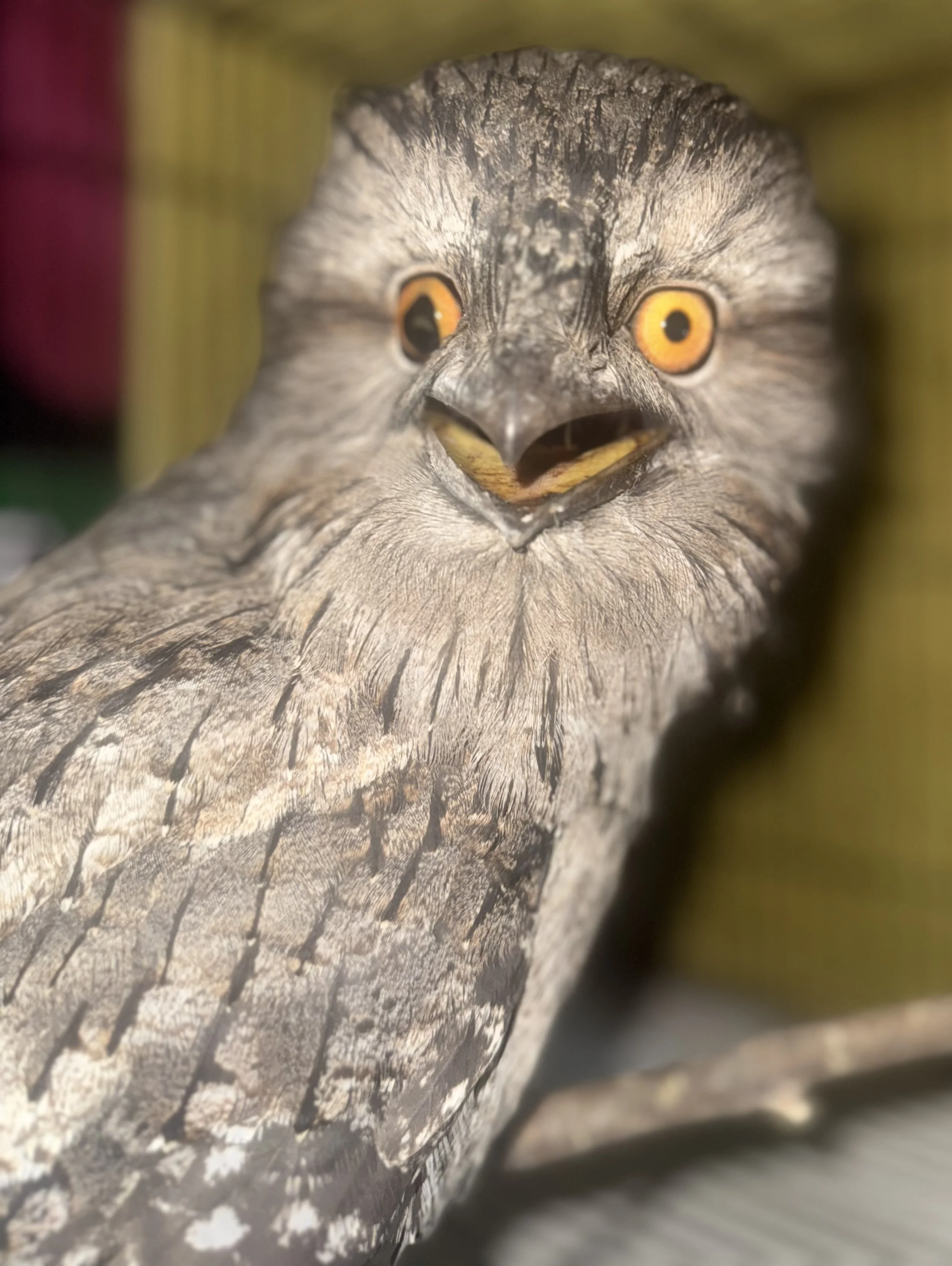 IMG_0777 - Kylee Donkers.jpeg