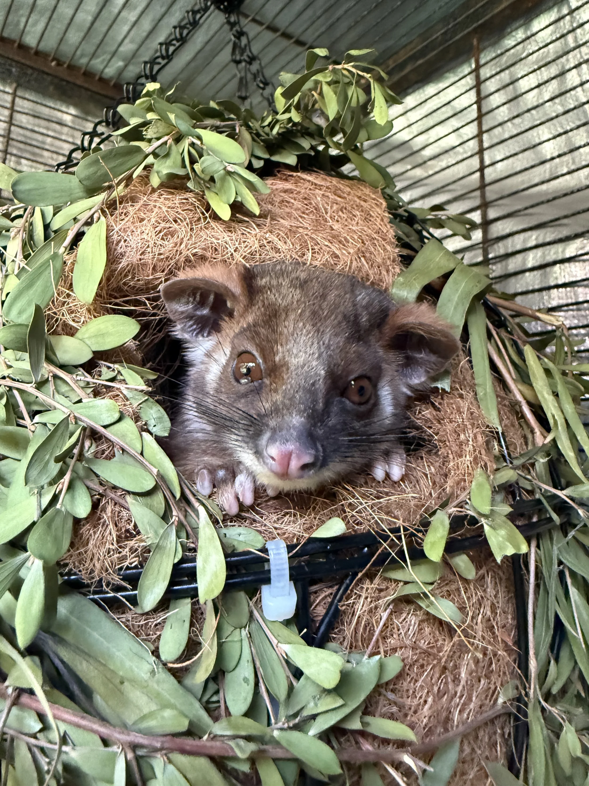 IMG_2315 - Melaleuca Wildlife Shelter.jpeg