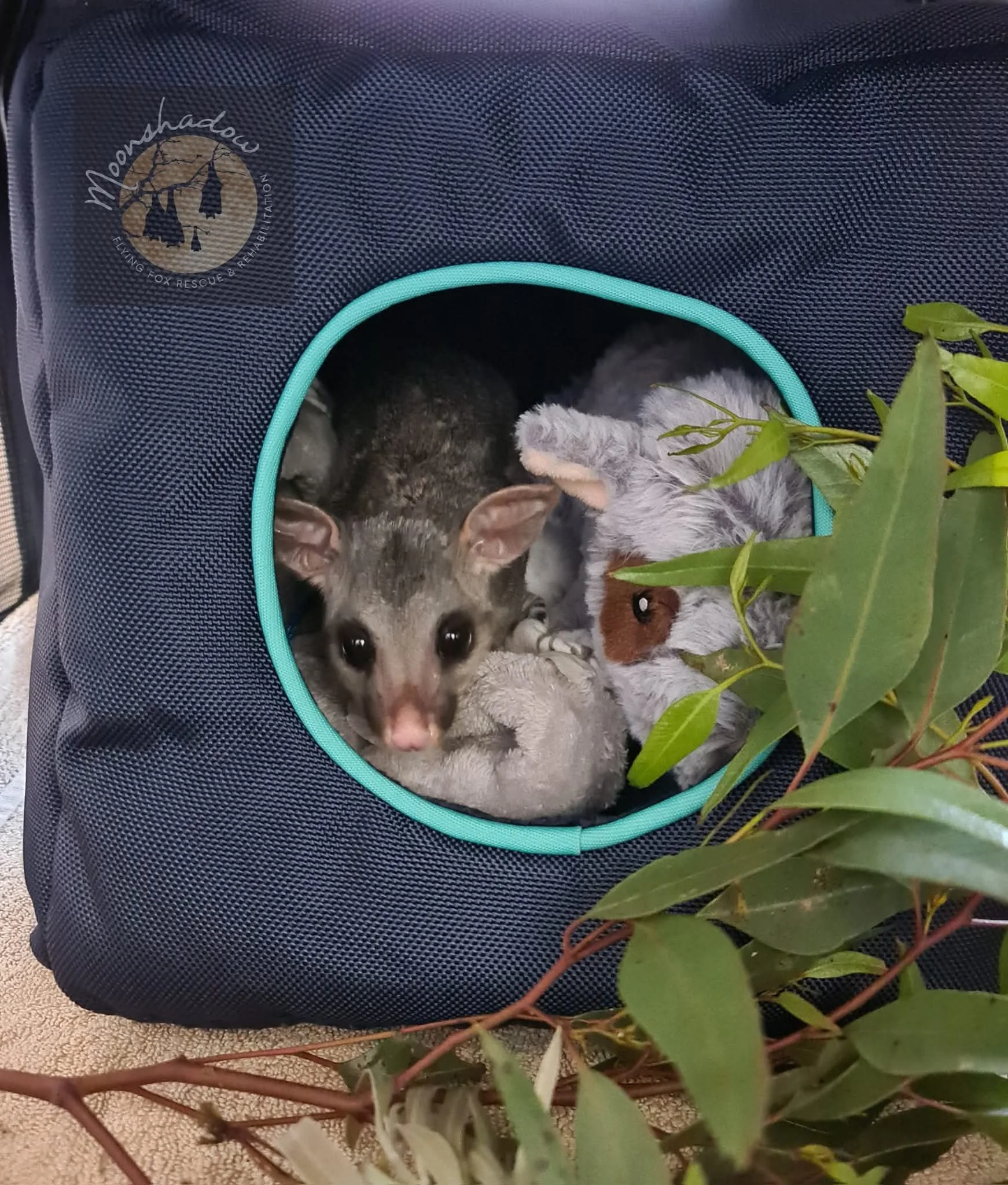 FB_IMG_1766555954004 - Lynne.jpg